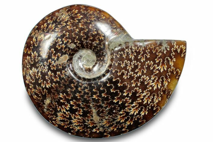 Polished Ammonite (Cleoniceras) Fossil - Madagascar #266257